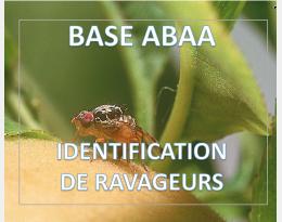 Mouche méditerranéenne des fruits