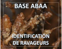 Nématodes du bananier