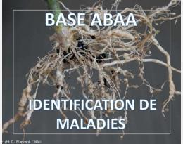 Nématodes à galles