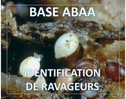 Nématode à kystes de la betterave