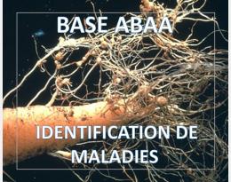 Nématode à kystes de la carotte