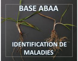 Nématodes à lésions