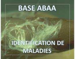 Nématodes des tiges et bulbes