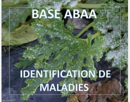 Oïdium des Cucurbitacées