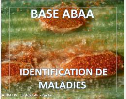 Rouille brune du blé