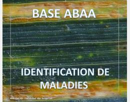 Rouille jaune du blé