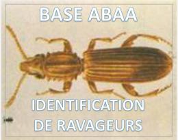 Silvain ou ver denté des grains