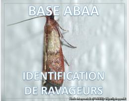 Teigne des fruits secs