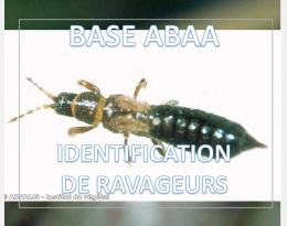 Thrips du Lin et des Céréales