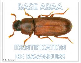 Tribolium rouge de la farine