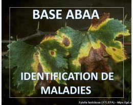 Xylella fastidiosa (ou maladie de Pierce sur vigne)
