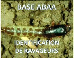 Zabre des céréales