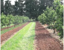 clémentine glyphosate