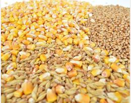 Stockage à la ferme des grains issus de l’AB