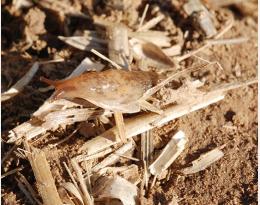Réguler les limaces par le travail du sol