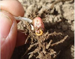 Comment lutter contre les taupins en début de cycle ?