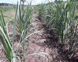 Parcelle de cannes après extirpation manuelle des herbes indésirables 
