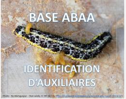 Cotesia glomerata [Parasitoïde de la piéride du chou]