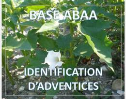 Datura stramoine (ou Pomme épineuse)