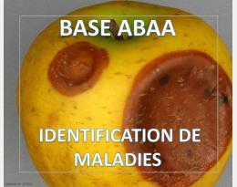 Gloeosporiose commune