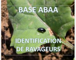 Grosse altise ou altise d'hiver du colza