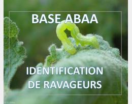 Noctuelle défoliatrice gamma