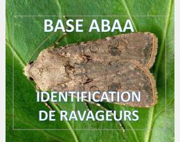 Noctuelle des moissons