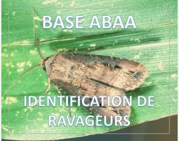 Noctuelle terricole ou vers gris