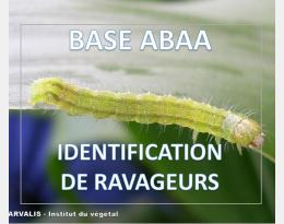 Noctuelle de la tomate