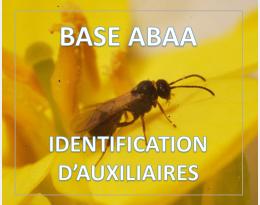 Phradis spp. et Tersilochus heterocerus [Parasitoïdes du meligèthe du colza]