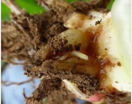 Utiliser des nématodes contre les larves de chrysomèle du maïs ?