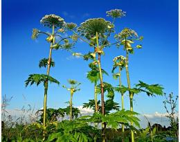 Espèces exotiques envahissantes réglementées dans l'UE