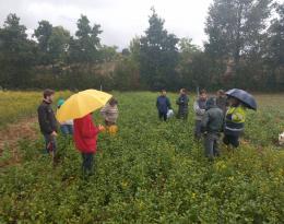 Groupe d'une douzaine d'agriculteurs dans un couvert de moutarde sous la pluie