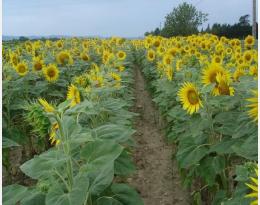 stratégie dephy ferme 14