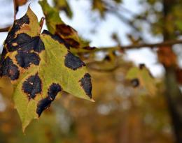 identification et diagnostic