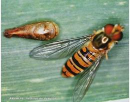 syrphe arvalis