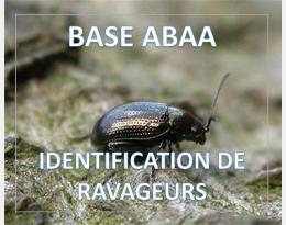 Altise de la betterave