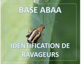 Altises des légumes feuilles