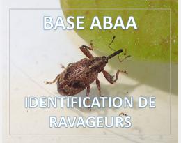 Anthonome du pommier