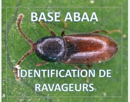 Atomaire de la betterave