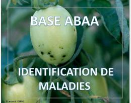 Bactérioses à Pseudomonas syringae