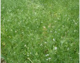 Implanter des légumineuses en interculture