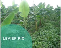 Implanter des plantes pièges de bioagresseurs