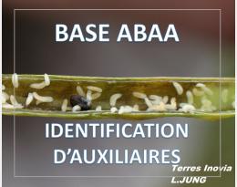 Hyménoptères parasitoïdes de la cécidomyie des crucifères