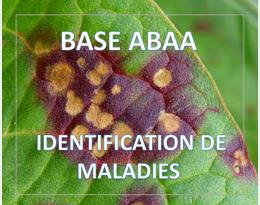 Ramulariose de la betterave