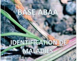 Rouille de la betterave