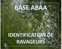 Tarsonème des serres