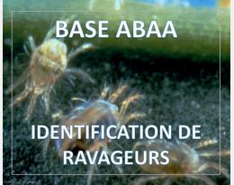 Tétranyque tisserand