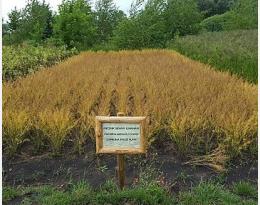 Implanter des cultures intermédiaires pièges à nitrates