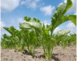 Implanter des cultures pièges à bio-agresseurs